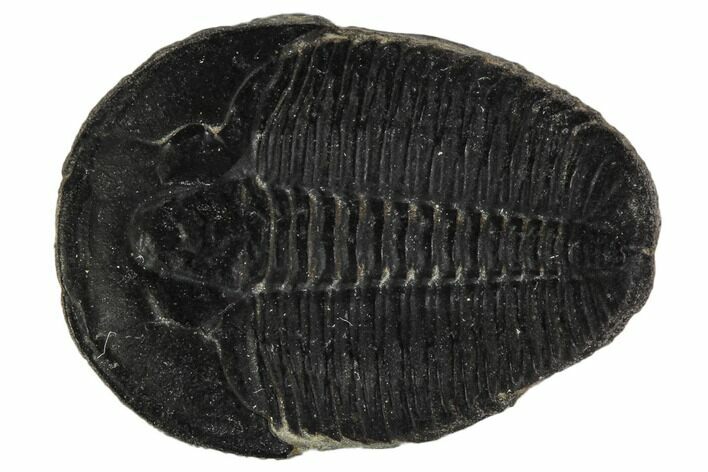 Elrathia Trilobite Fossil - Utah #108653